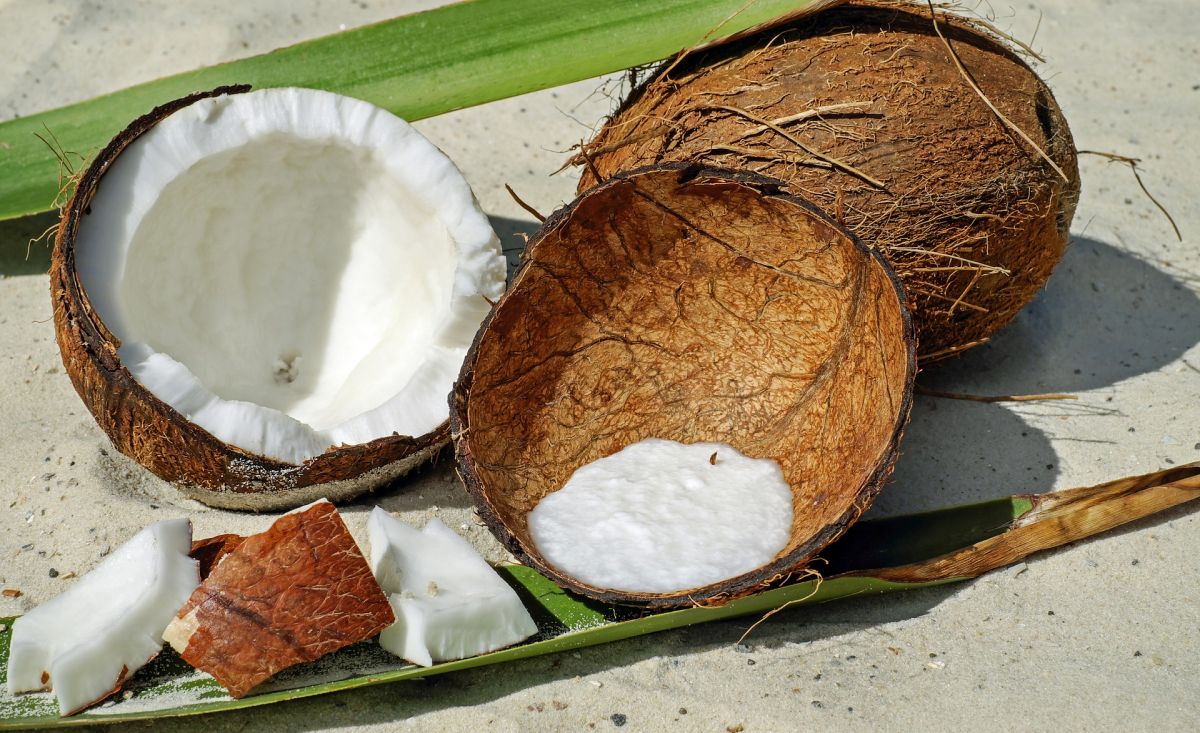 Coconut Shell